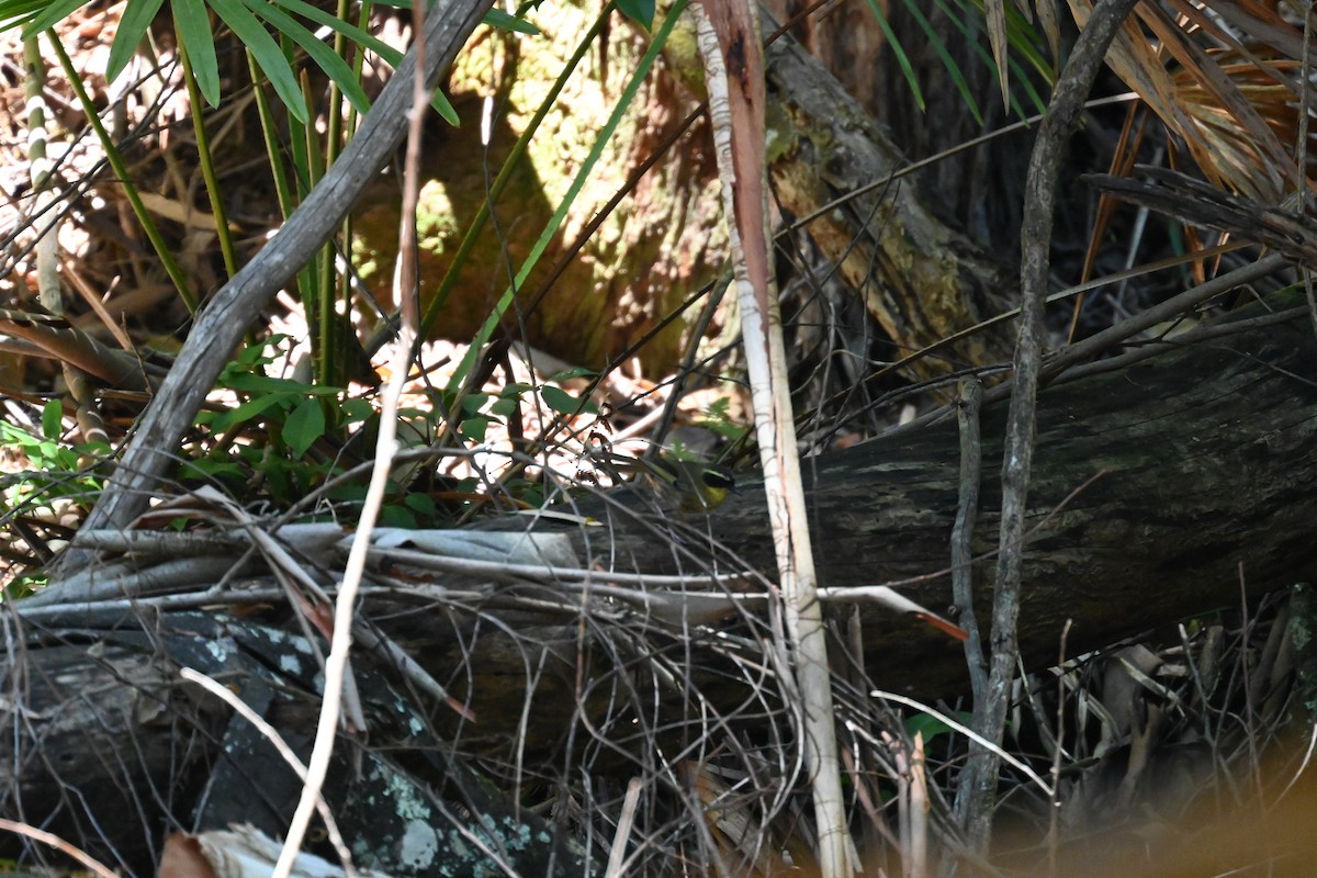 Yellow-throated Scrubwren - ML628654243