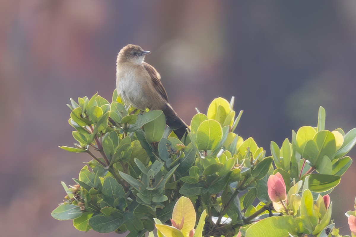 Fan-tailed Grassbird - ML628654395