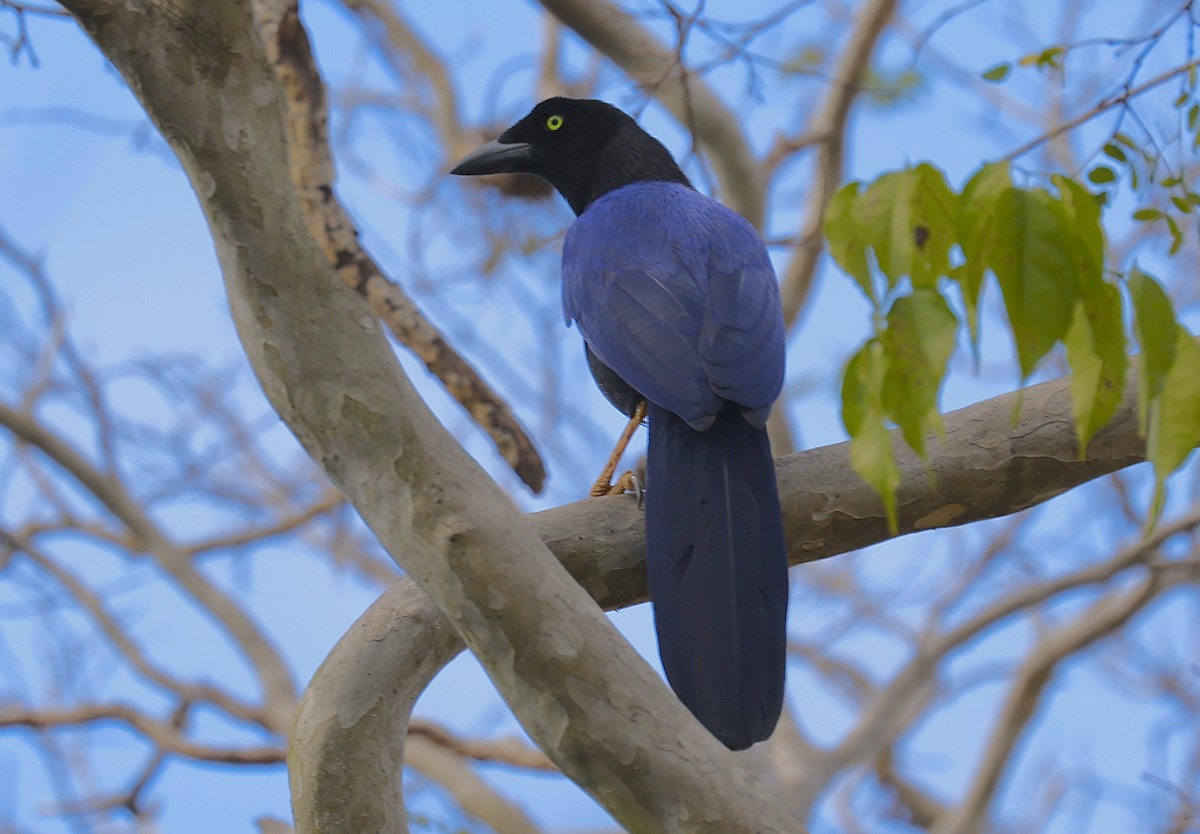 スミレヌレバカケス - ML628654668