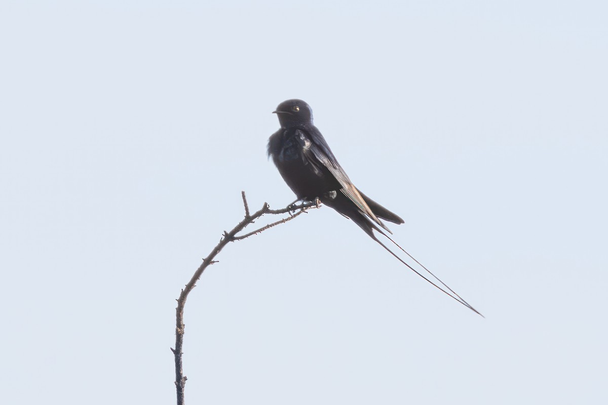 Montane Blue Swallow - ML628654685