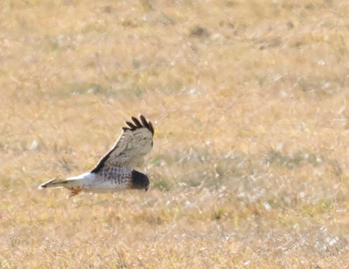 Northern Harrier - ML628654701