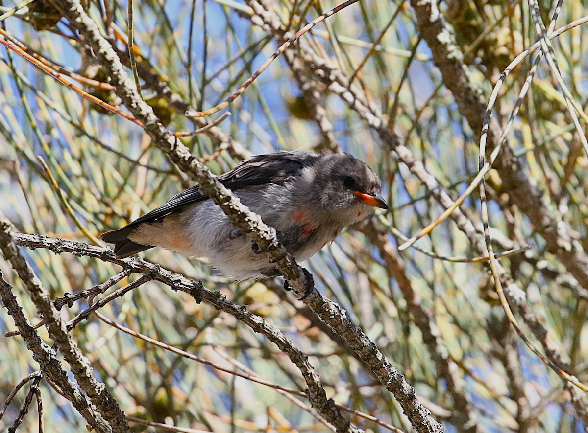 Dicée hirondelle - ML628654704