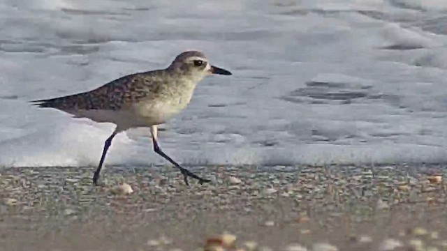 Black-bellied Plover - ML628654792