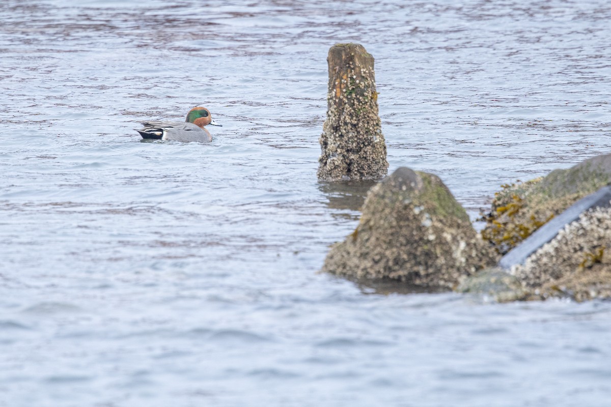 葡萄胸鴨x小水鴨(雜交) - ML628654824