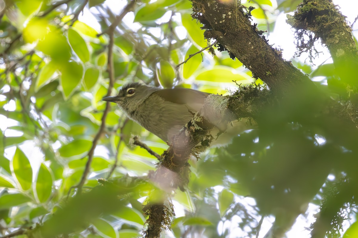 Black-browed Mountain Greenbul - ML628655008