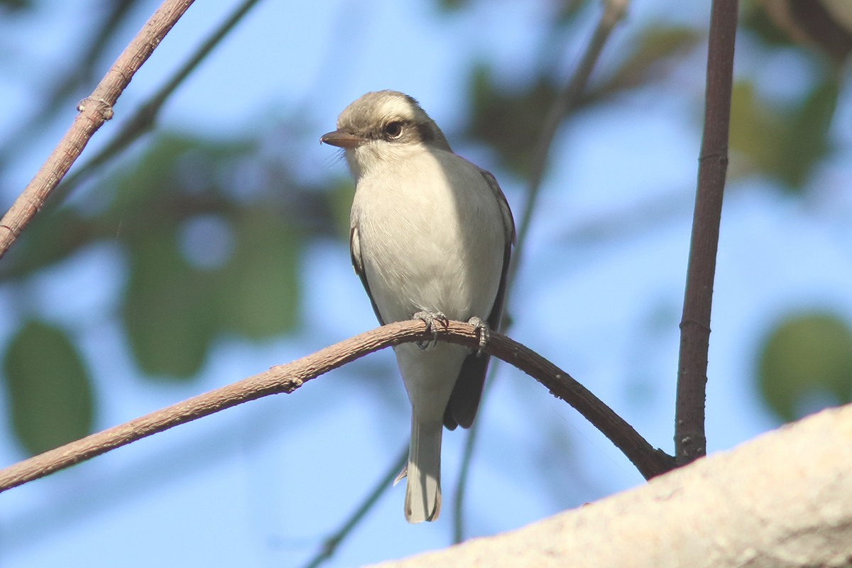 Common Woodshrike - ML628655014