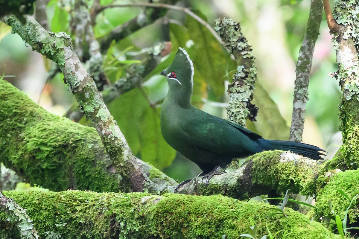 Black-billed Turaco - ML628655364