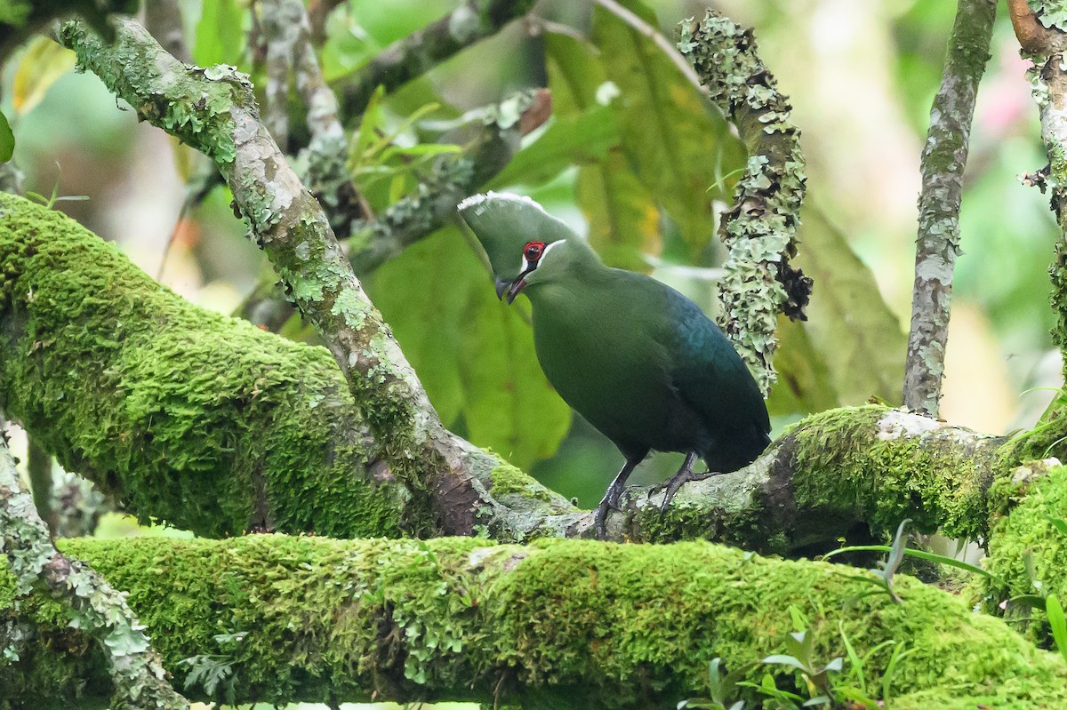 Black-billed Turaco - ML628655365