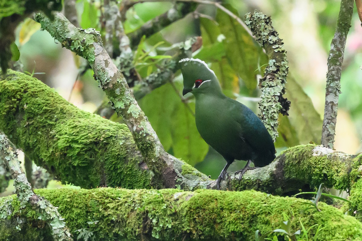 Black-billed Turaco - ML628655366