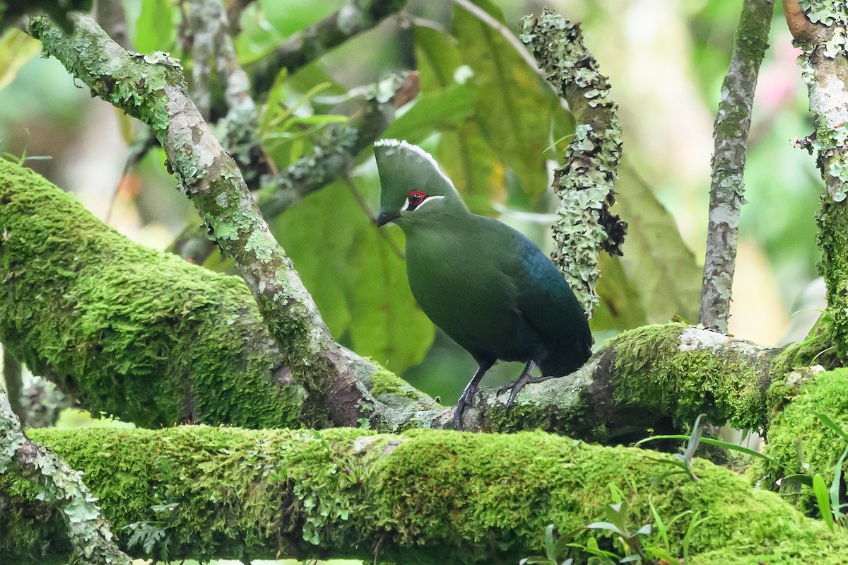 Black-billed Turaco - ML628655367