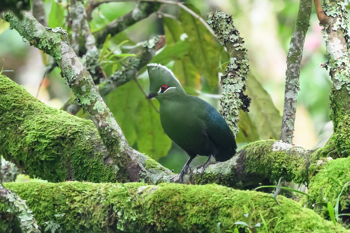 Black-billed Turaco - ML628655368