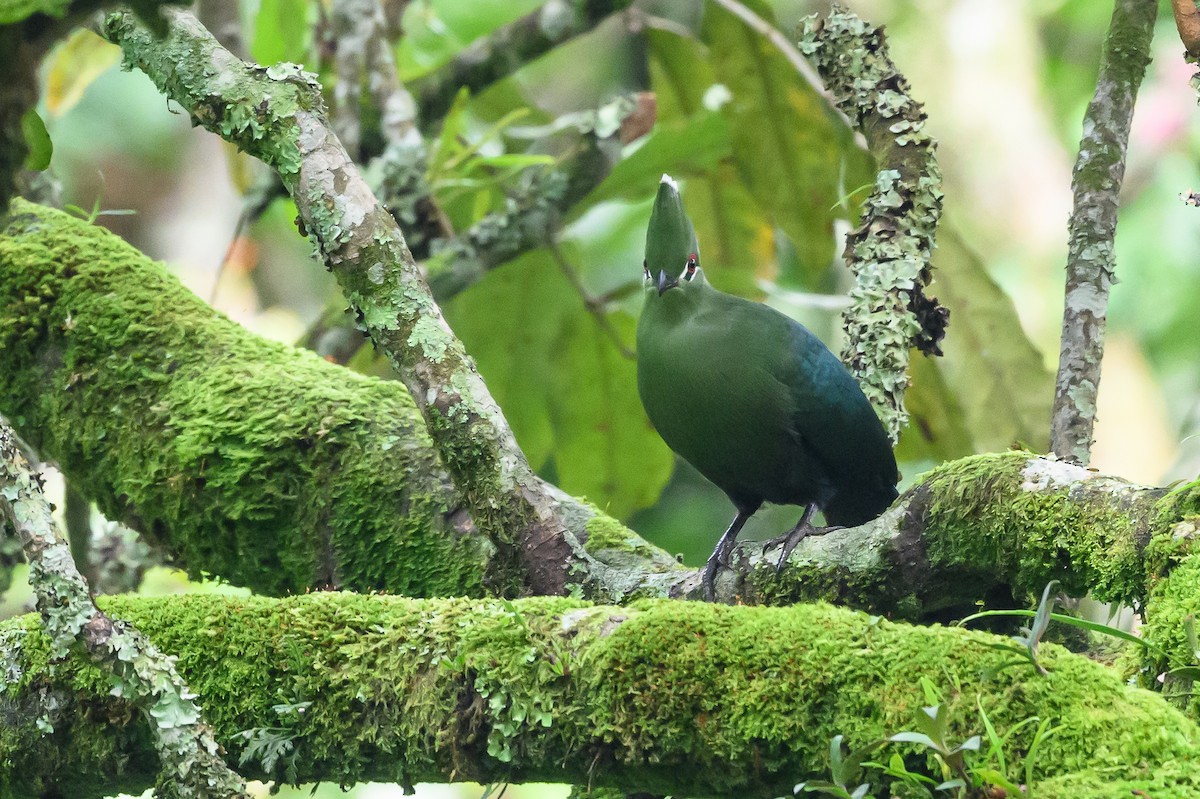 Black-billed Turaco - ML628655369