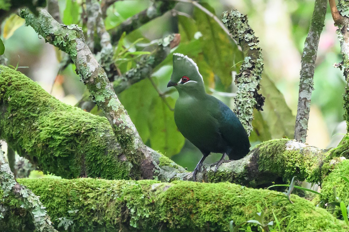 Black-billed Turaco - ML628655370