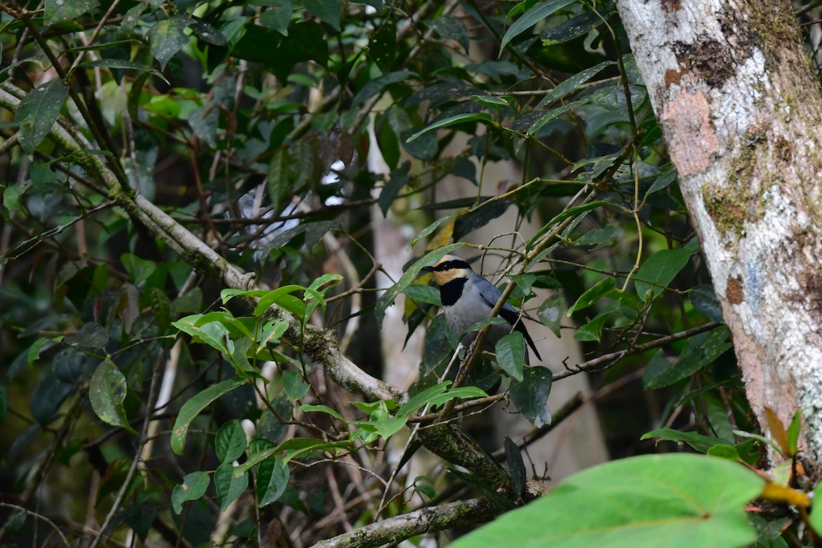 Fruit-hunter - ML628656089