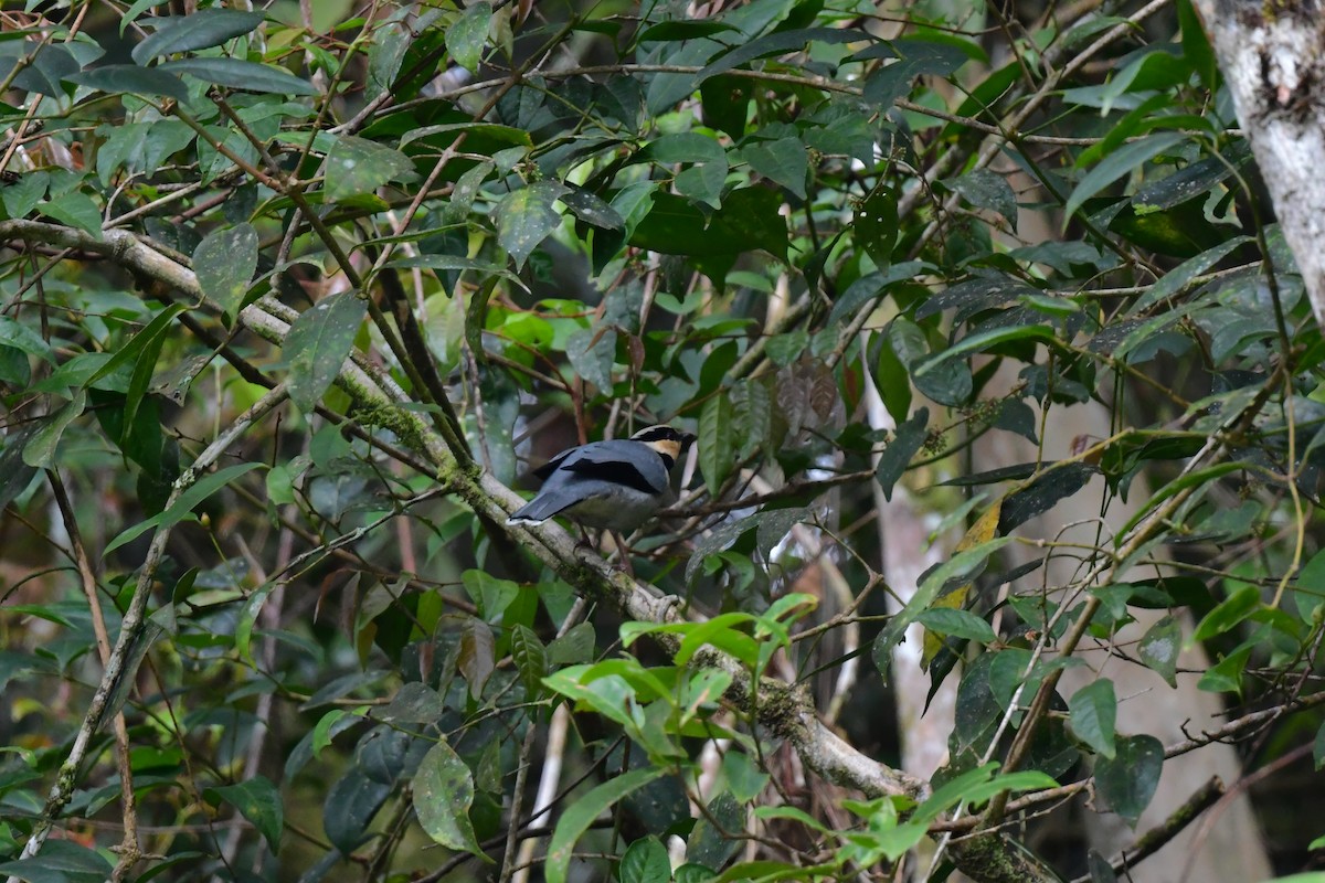 Fruit-hunter - ML628656090