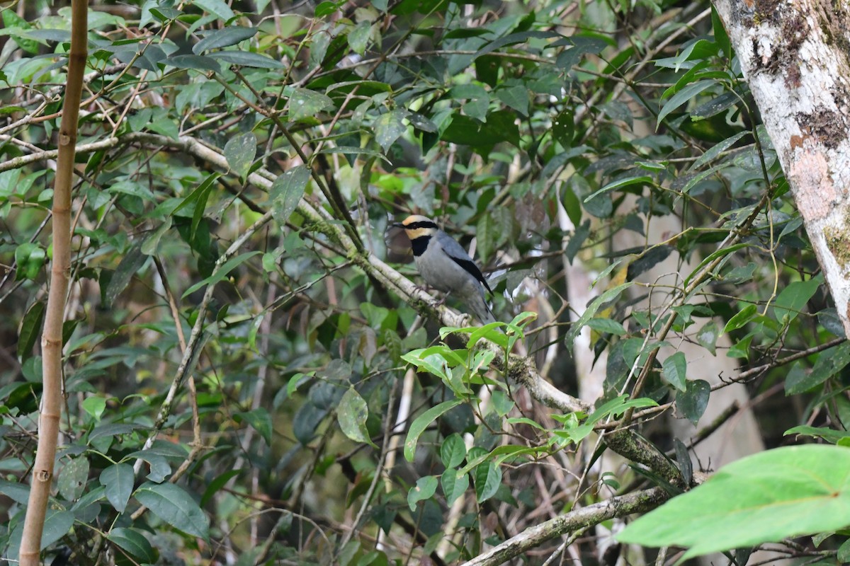 Fruit-hunter - ML628656091