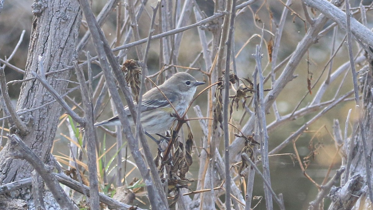 Kronenwaldsänger (coronata) - ML628656209