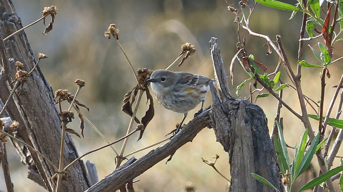 Kronenwaldsänger (coronata) - ML628656210