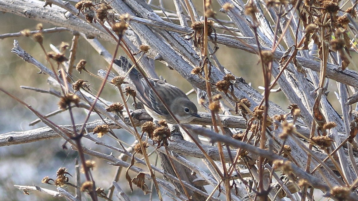 Kronenwaldsänger (coronata) - ML628656211