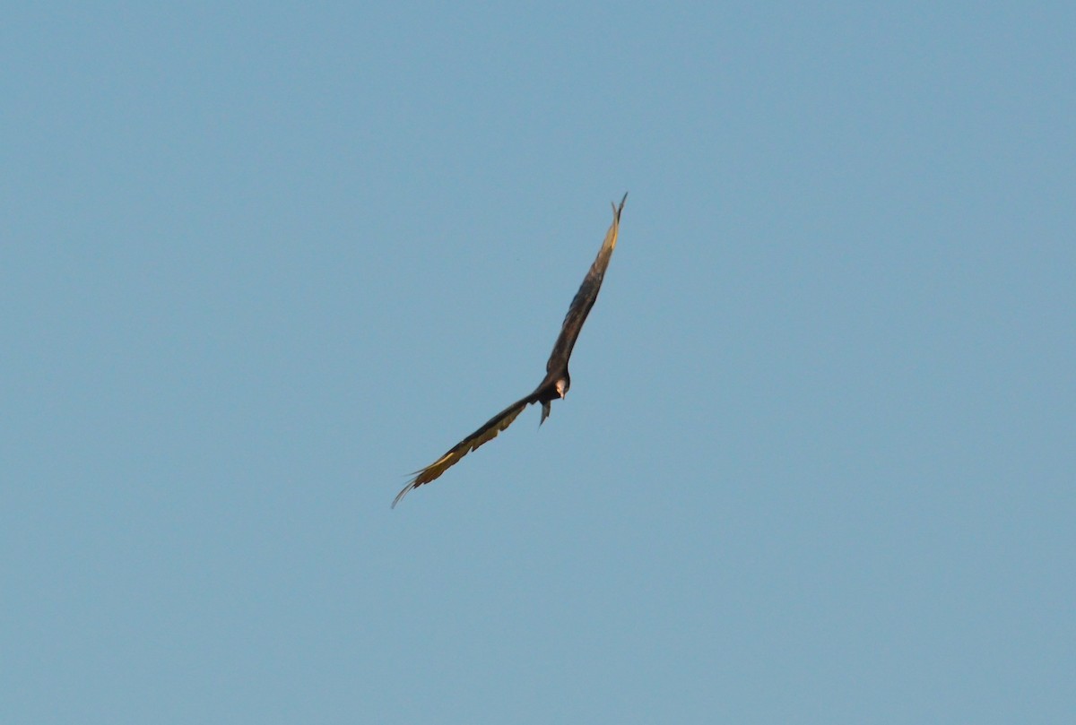 Lesser Yellow-headed Vulture - ML628656220