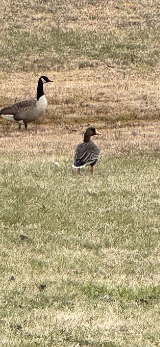 Greater White-fronted Goose - ML628656355