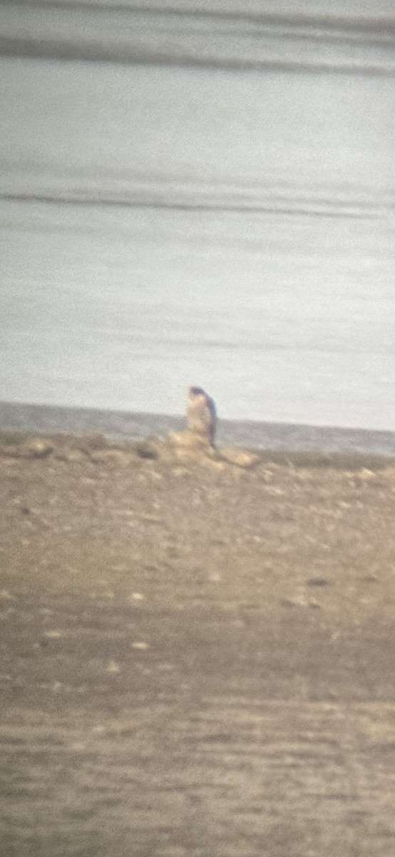 Peregrine Falcon - ML628656377