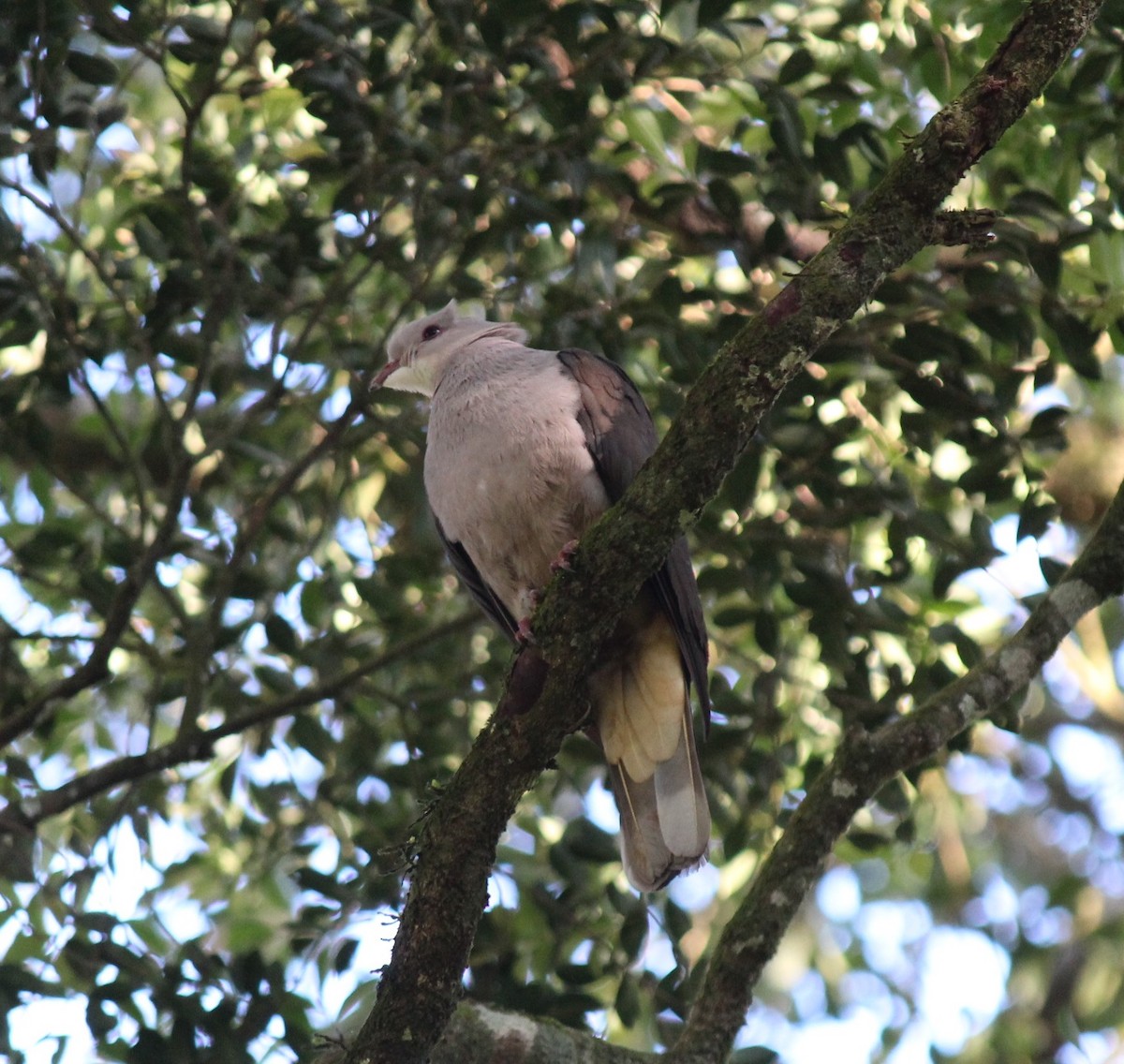 Malabar Imperial-Pigeon - ML628656504