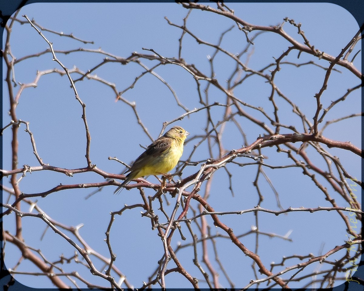 Grassland Yellow-Finch - ML628656648