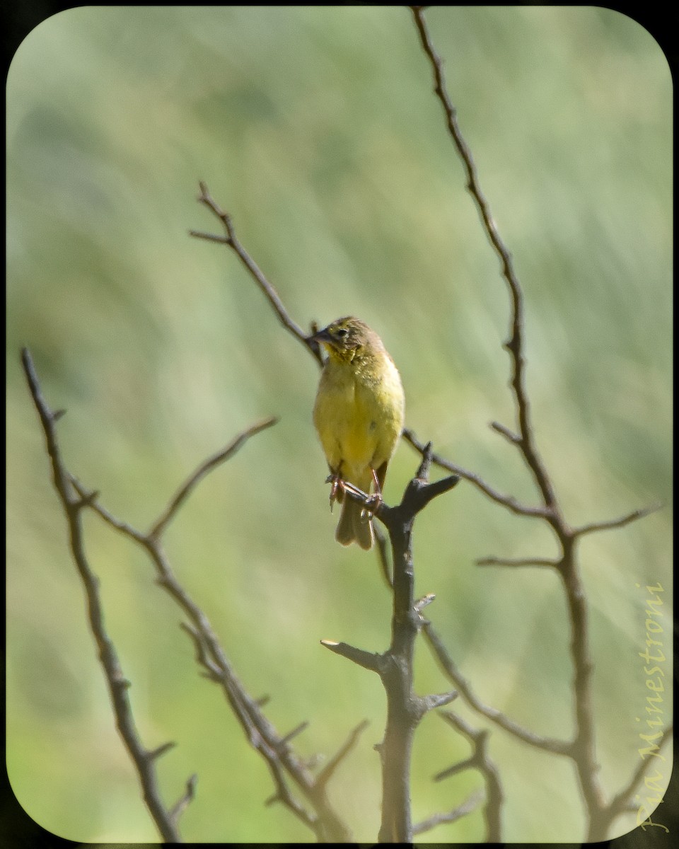 Grassland Yellow-Finch - ML628656649