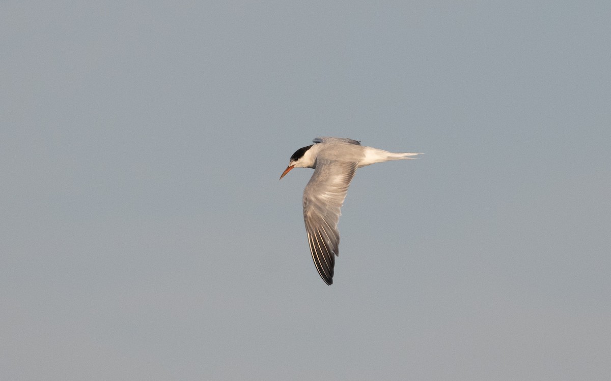 Common Tern - ML628656805