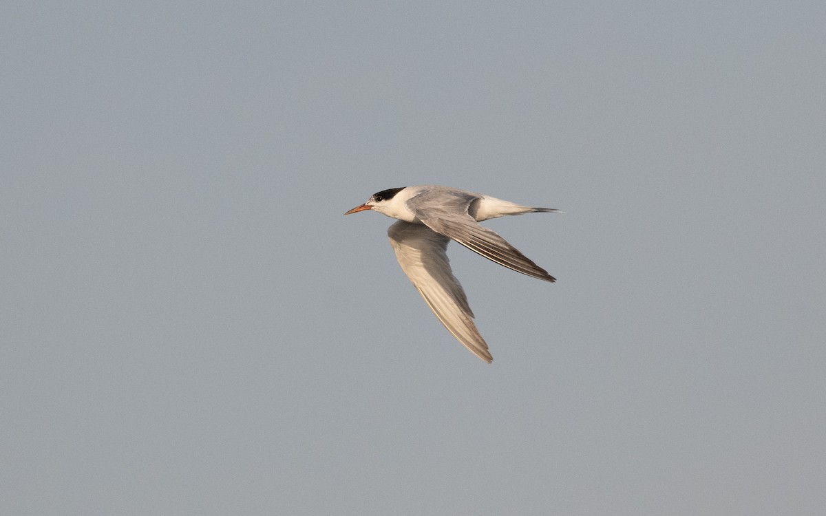 Common Tern - ML628656806