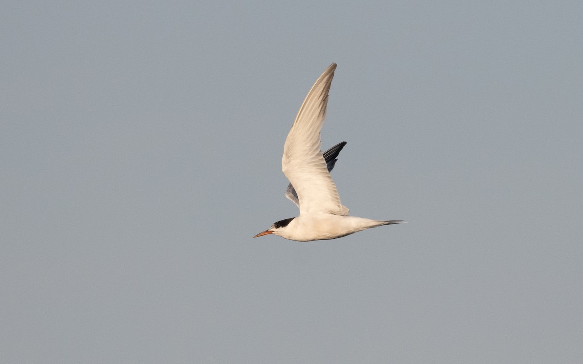 Common Tern - ML628656807