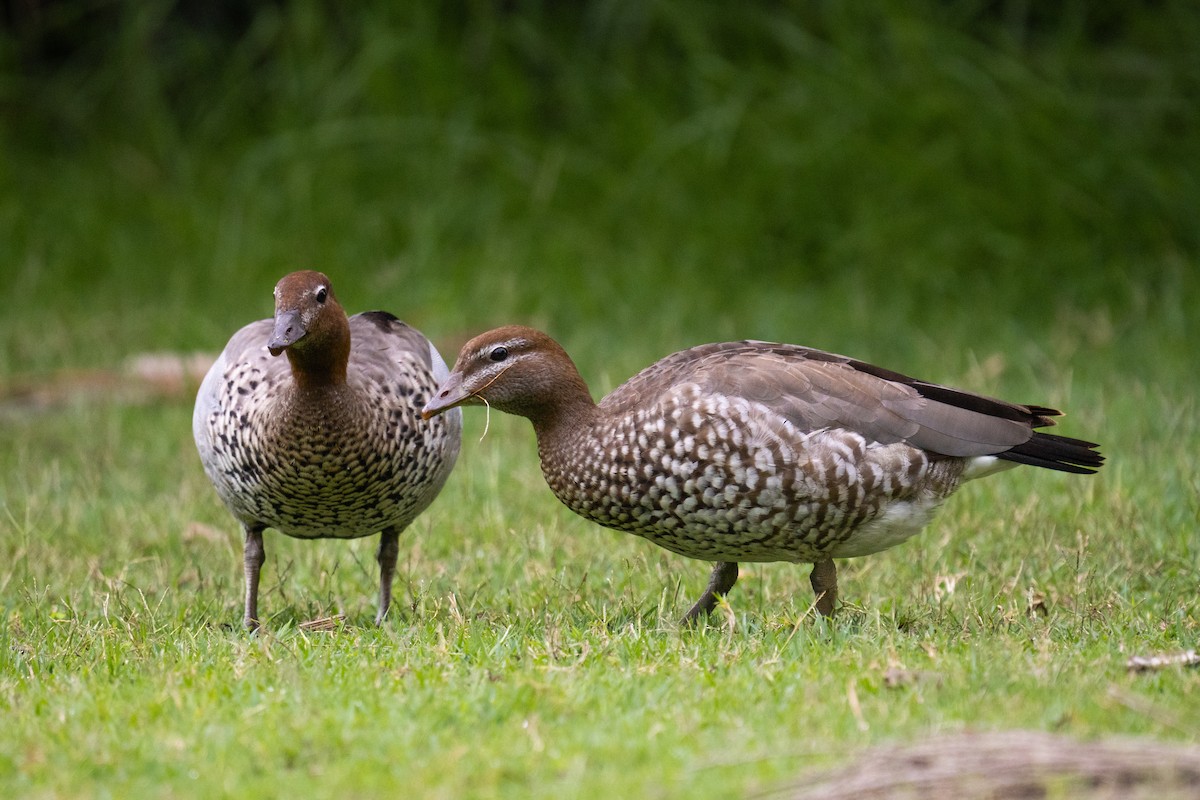 Maned Duck - ML628656902