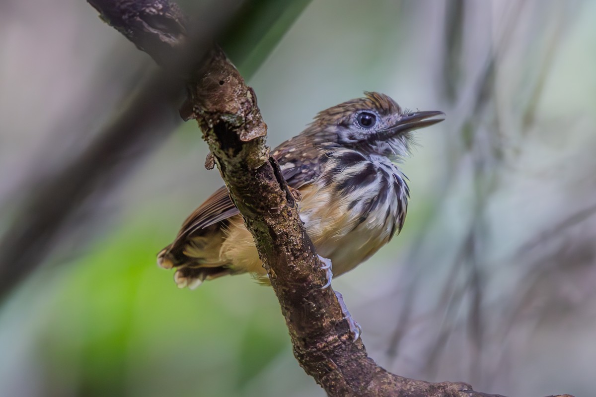 Dot-backed Antbird - ML628656936