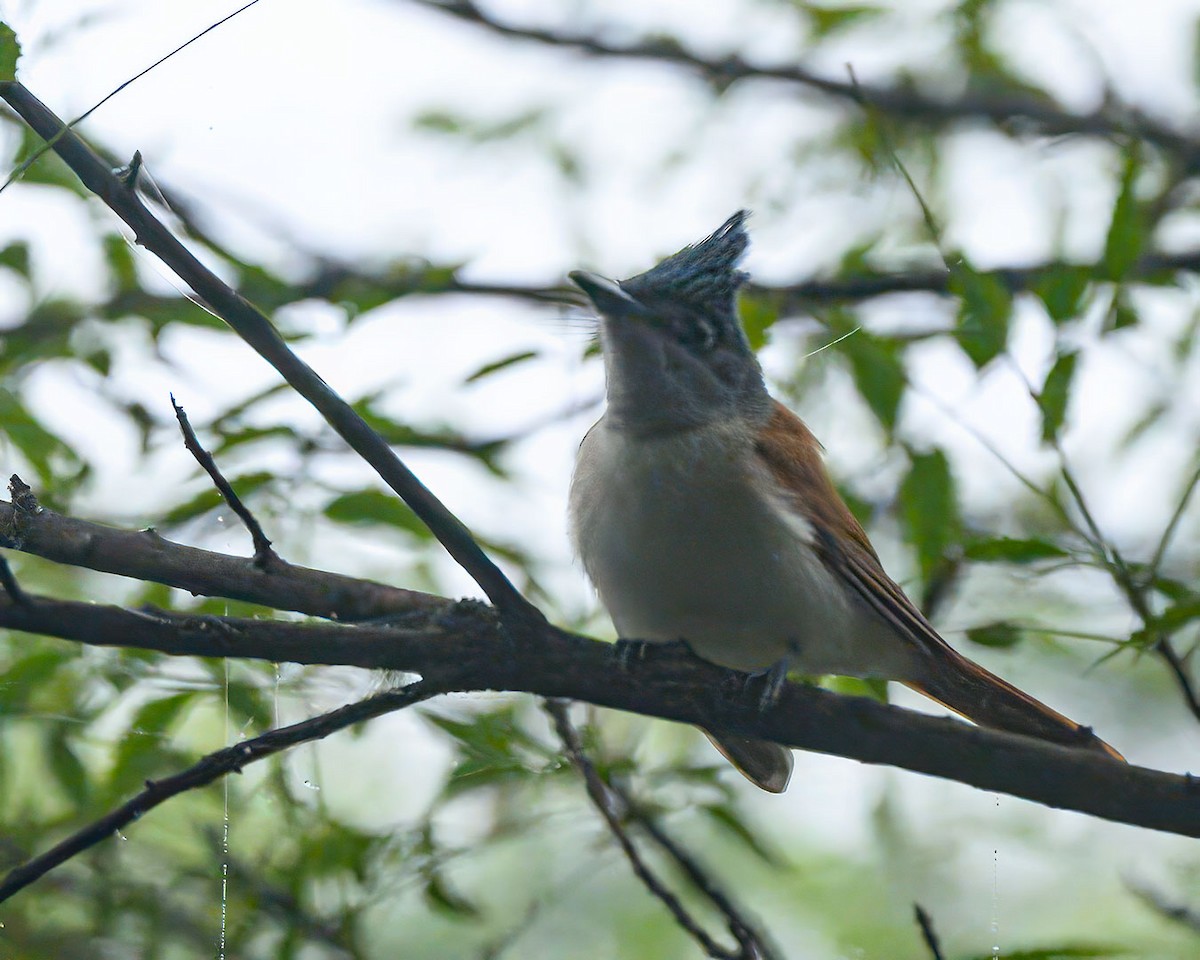 Indian Paradise-Flycatcher - ML628657101