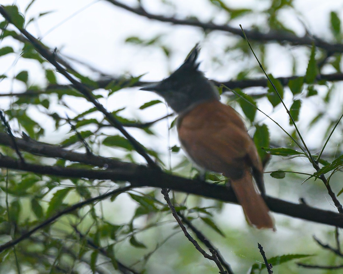 Indian Paradise-Flycatcher - ML628657102