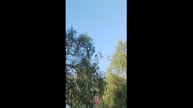 ナキコウウチョウ - ML628657184