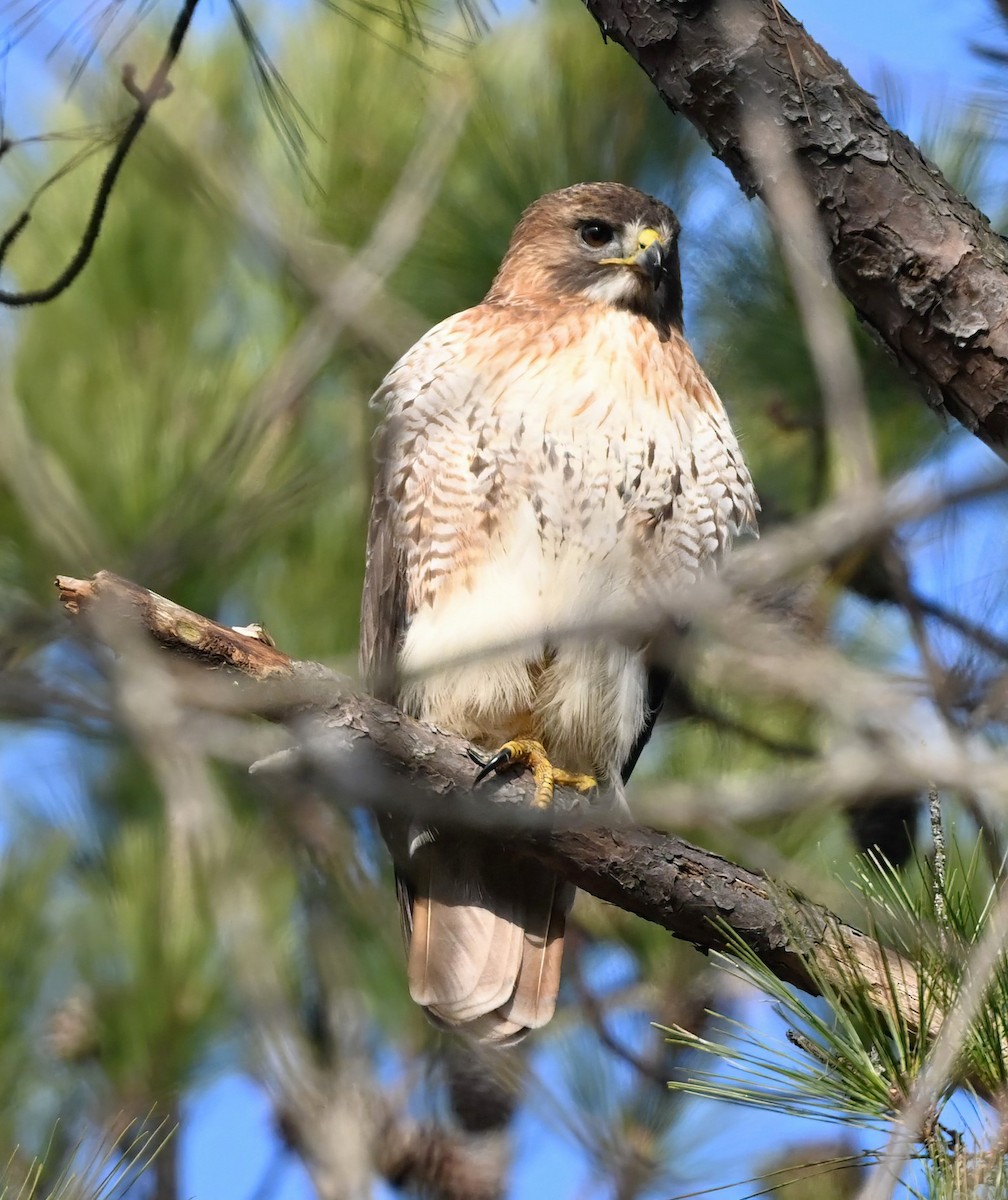 Red-tailed Hawk - ML628657213