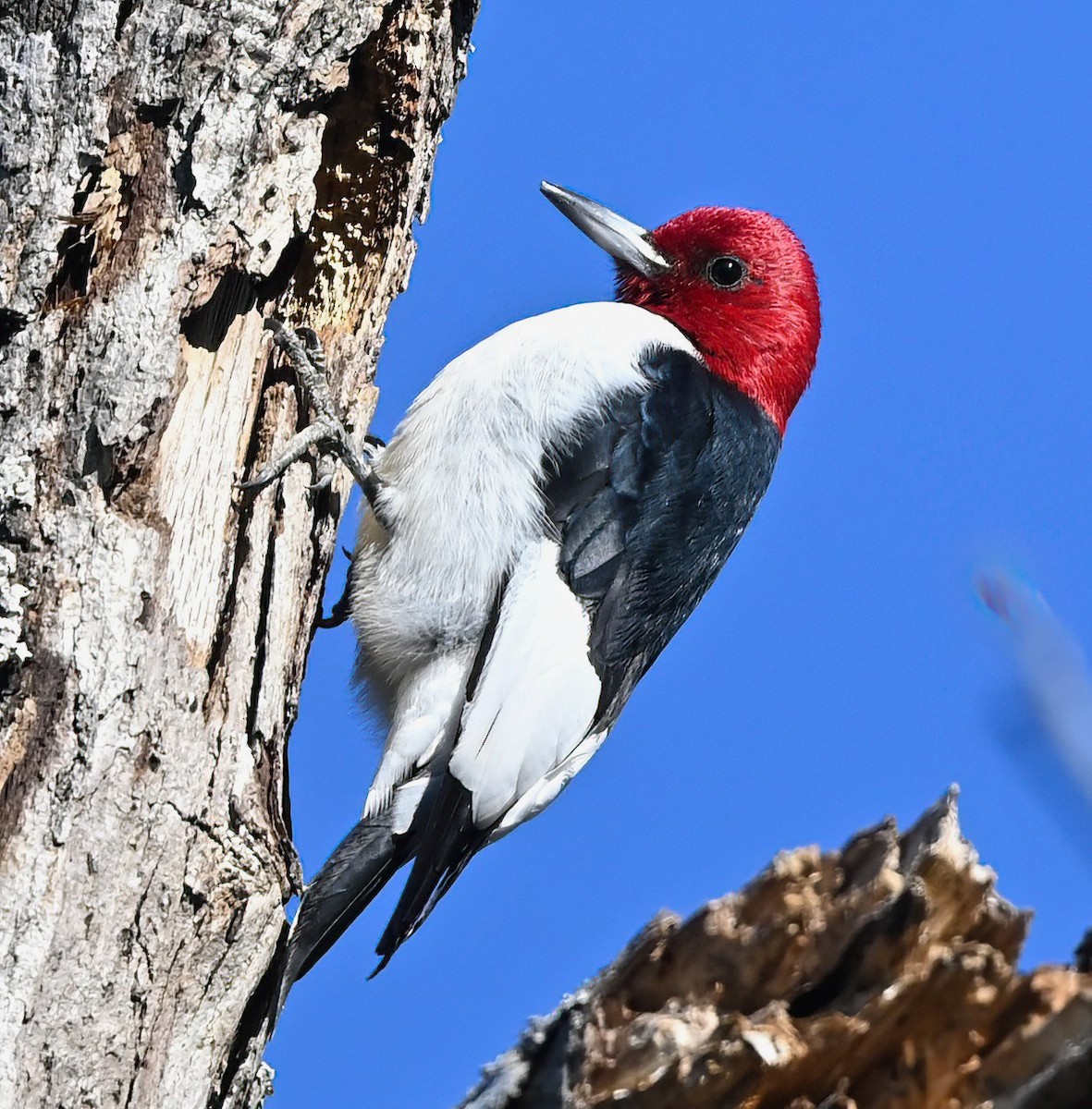 Red-headed Woodpecker - ML628657225