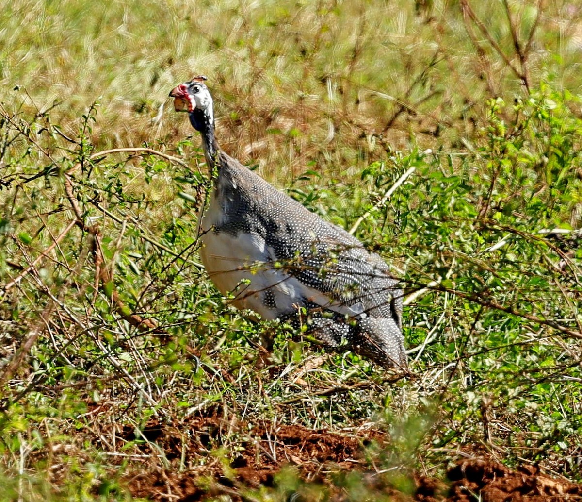 Pintada Común (doméstica) - ML628657237