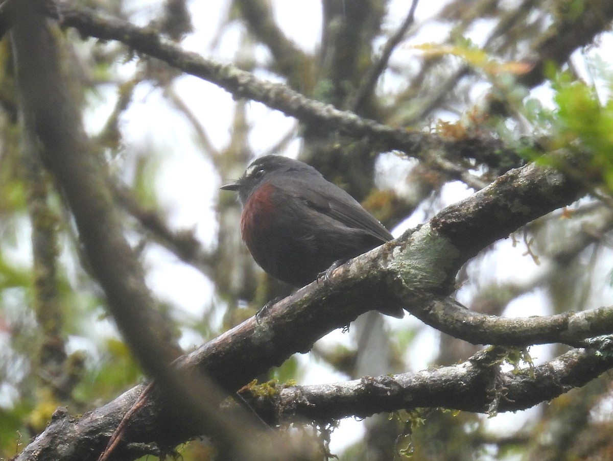Maroon-belted Chat-Tyrant - ML628657271