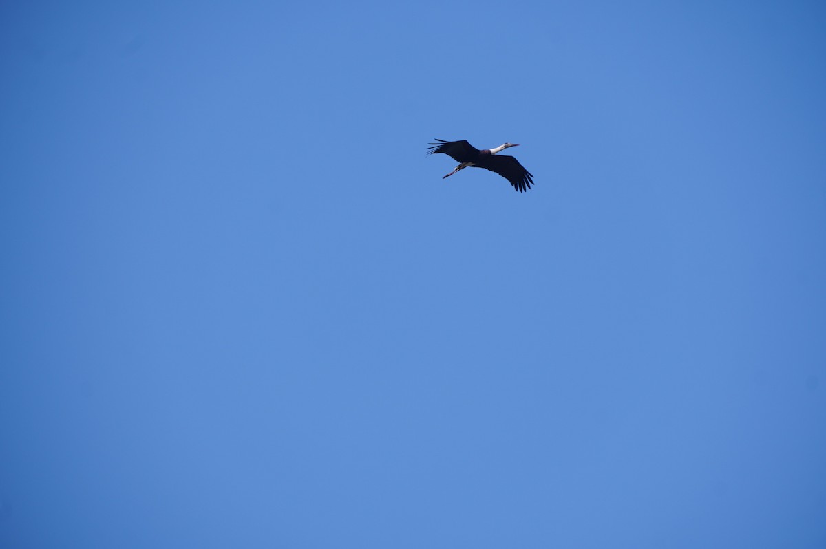 Asian Woolly-necked Stork - ML628657286