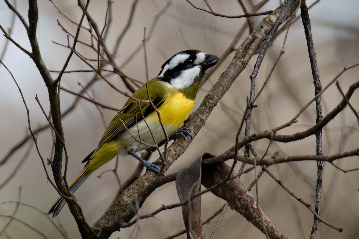 Western Shrike-tit - ML628657287