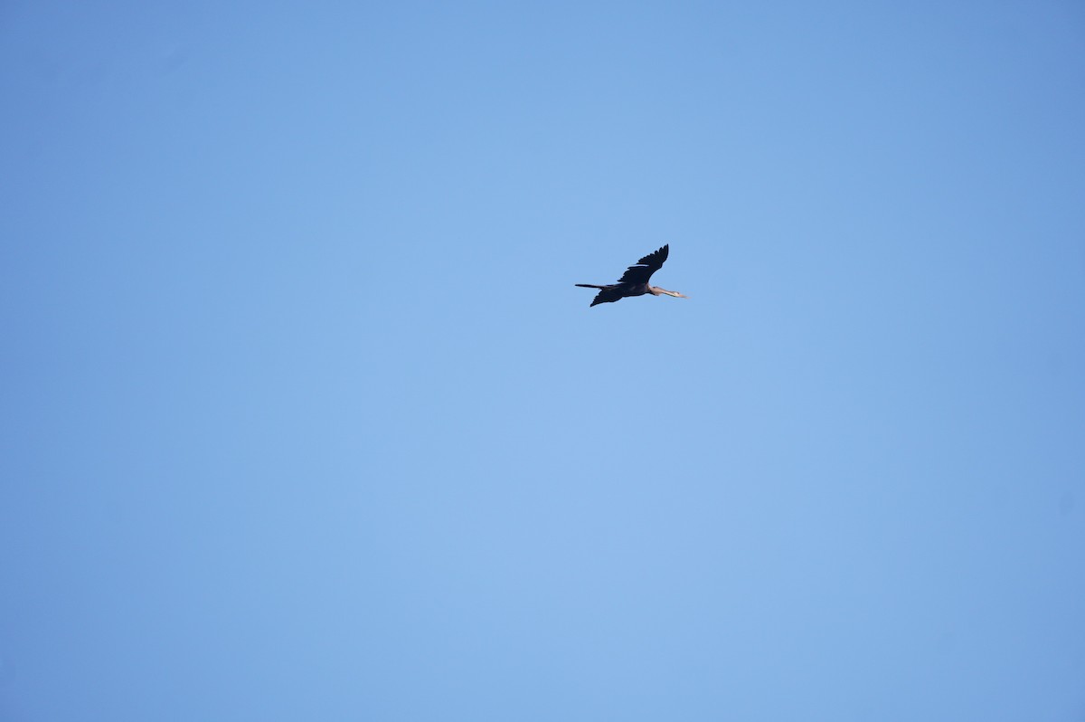 Oriental Darter - ML628657322