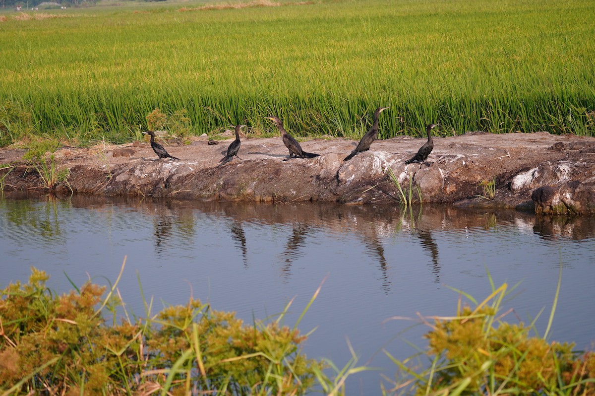 Little Cormorant - ML628657331