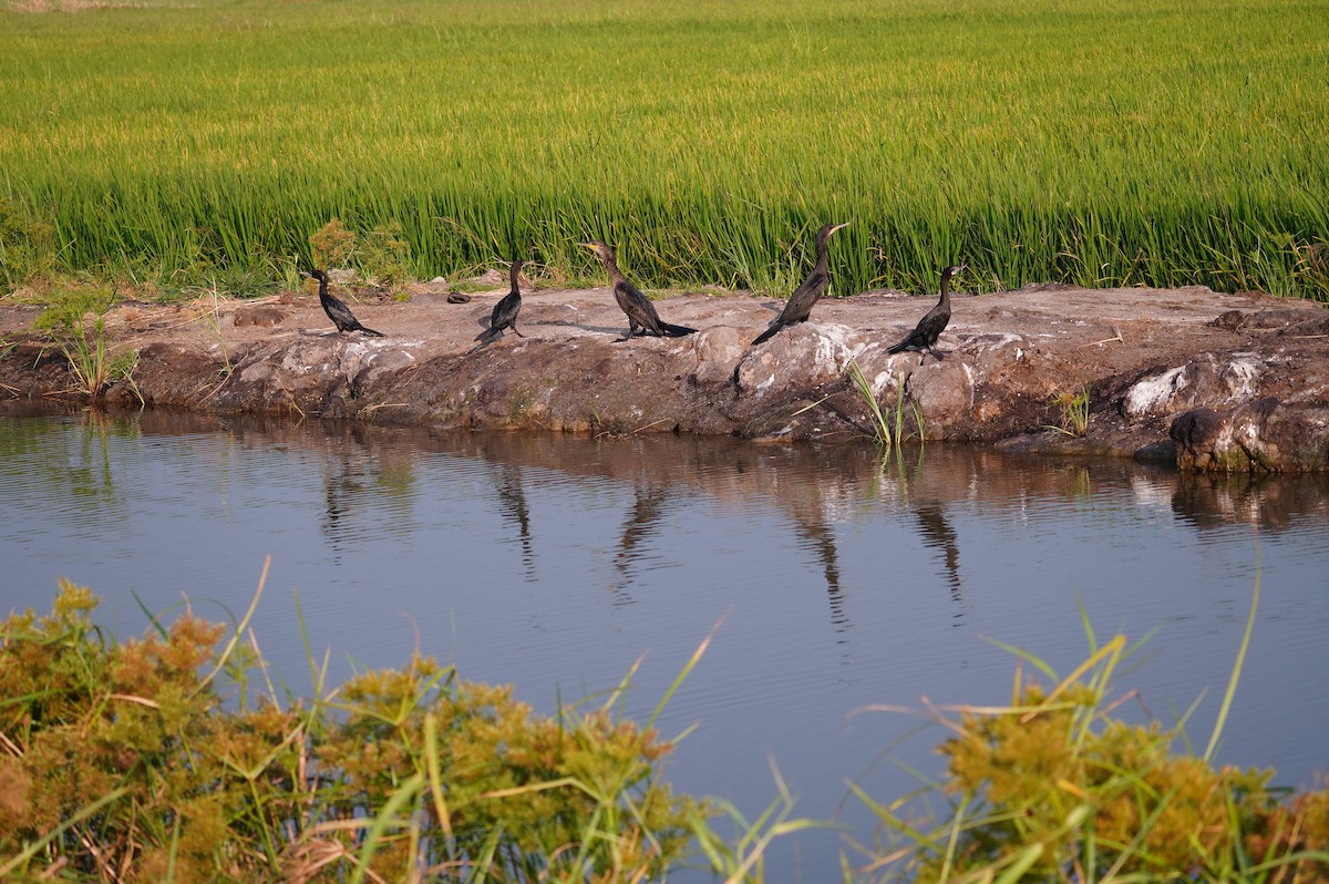 Little Cormorant - ML628657332