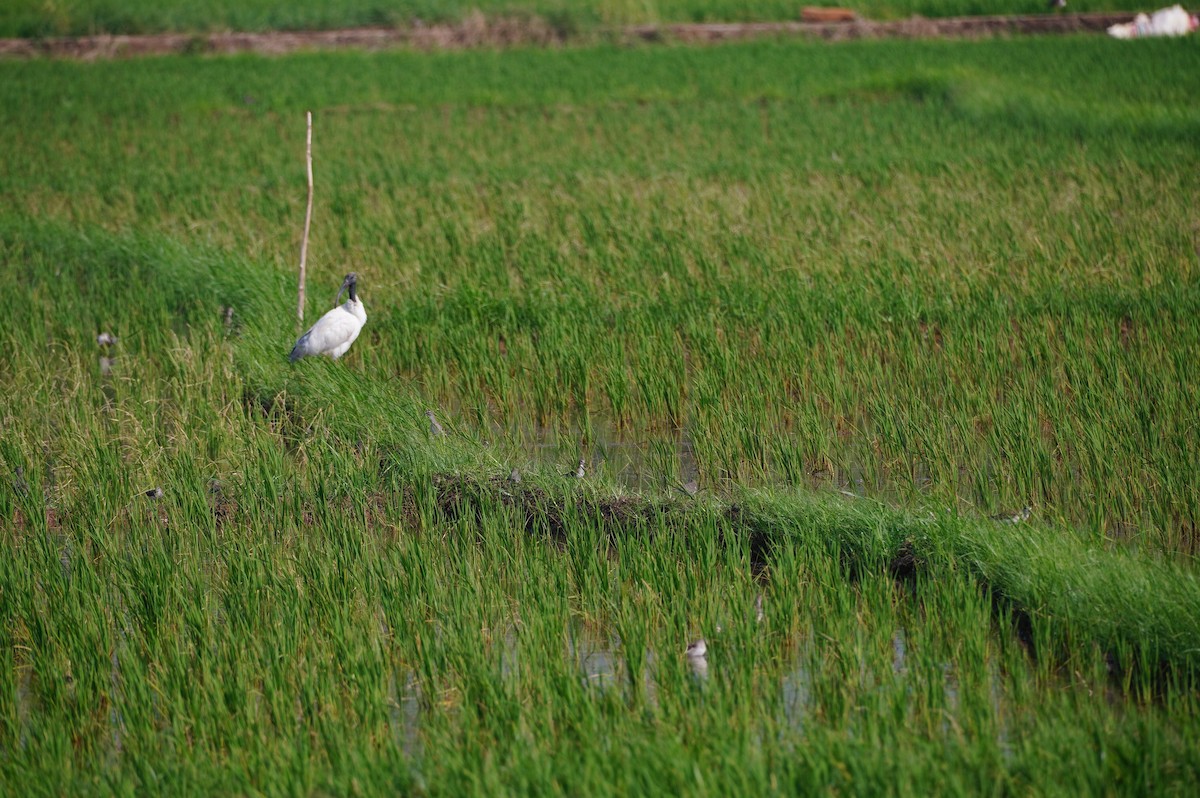 Black-headed Ibis - ML628657350