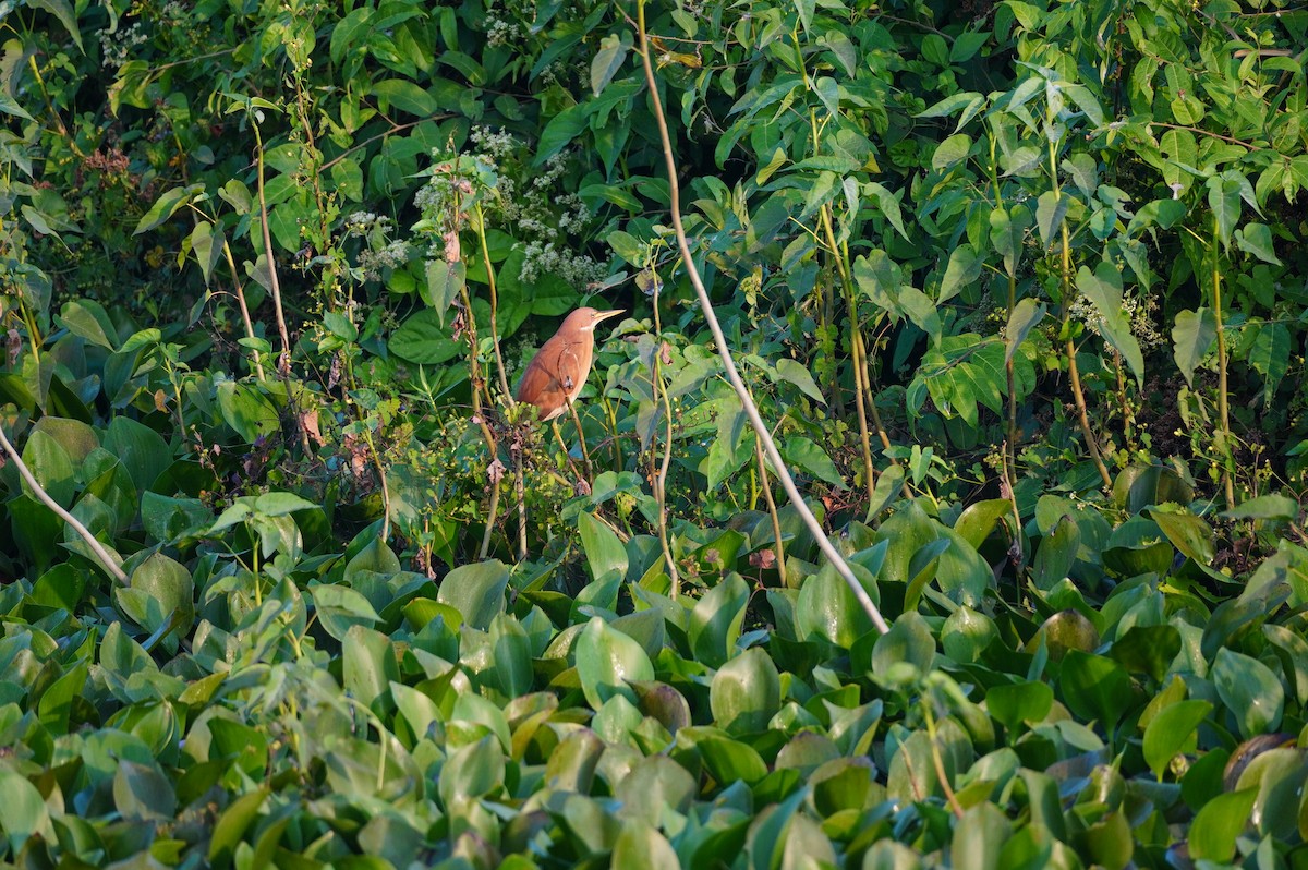 Cinnamon Bittern - ML628657393