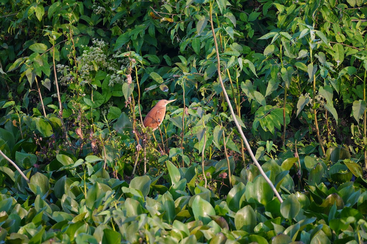 Cinnamon Bittern - ML628657394