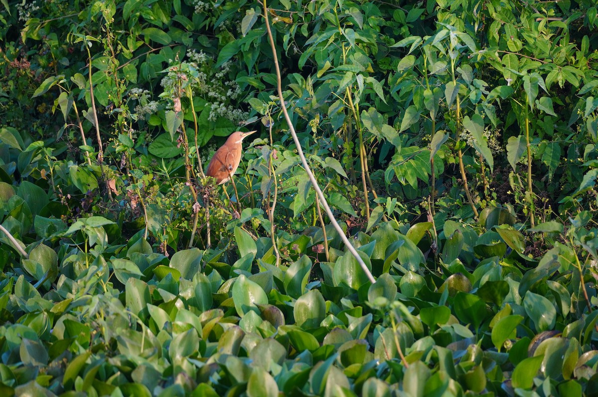 Cinnamon Bittern - ML628657395